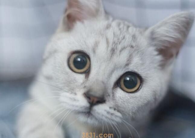 母猫不见小猫后的反应(图2)