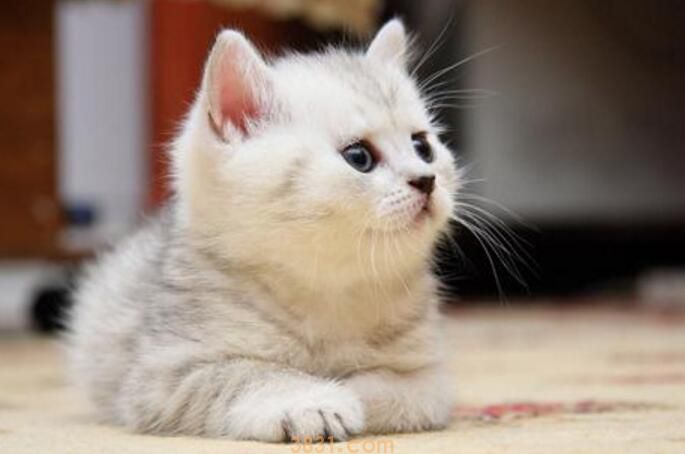 初买的猫需要做检查吗(图1)