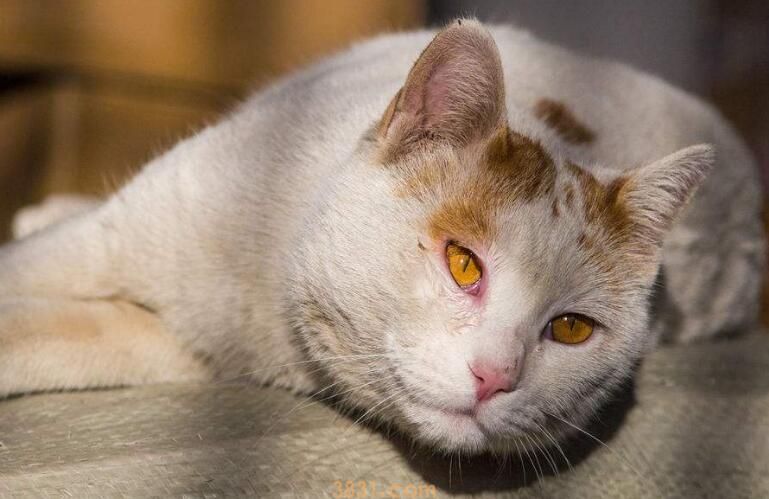 初买的猫需要做检查吗(图2)