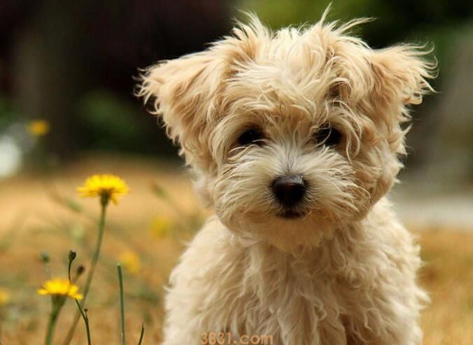 狗狗细小吐黄水哪个阶段了(图1)