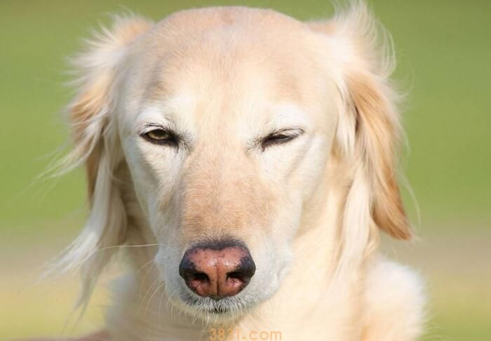 狗狗细小吐黄水哪个阶段了(图2)