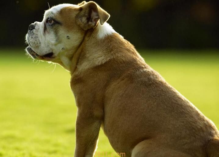 狗狗细小吐黄水哪个阶段了(图3)