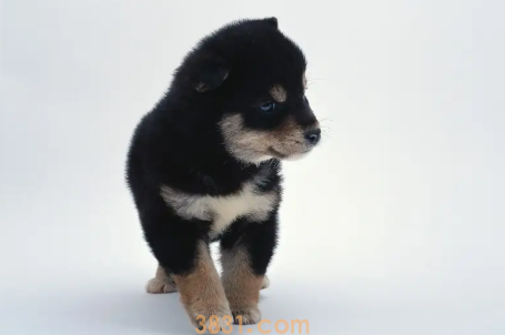 狗狗中暑能不能喝藿香正气水(图1)