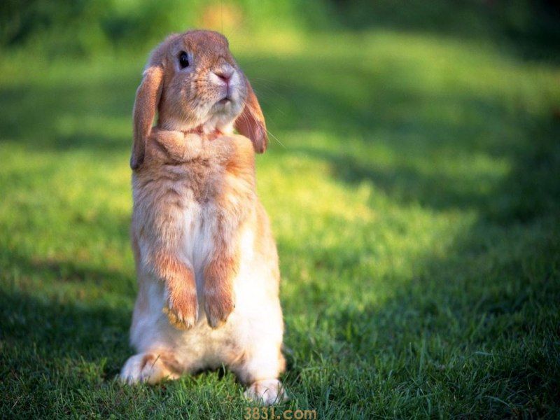 安哥拉兔粘人吗(图1)