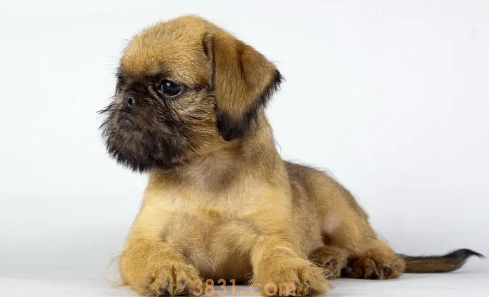 狗能吃梨子吗为什么(图1)