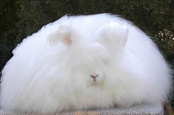 安哥拉兔怎么抱(图1)