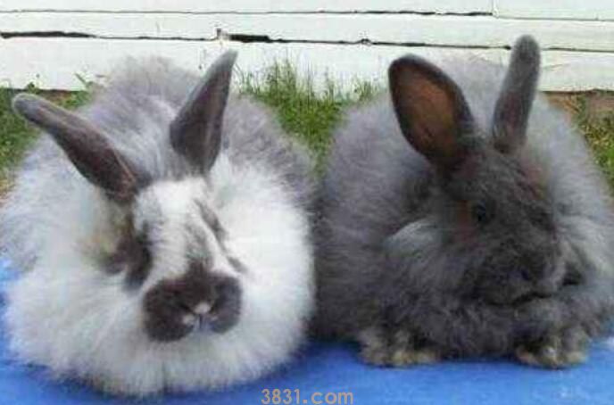 安哥拉垂耳兔的优点(图1)