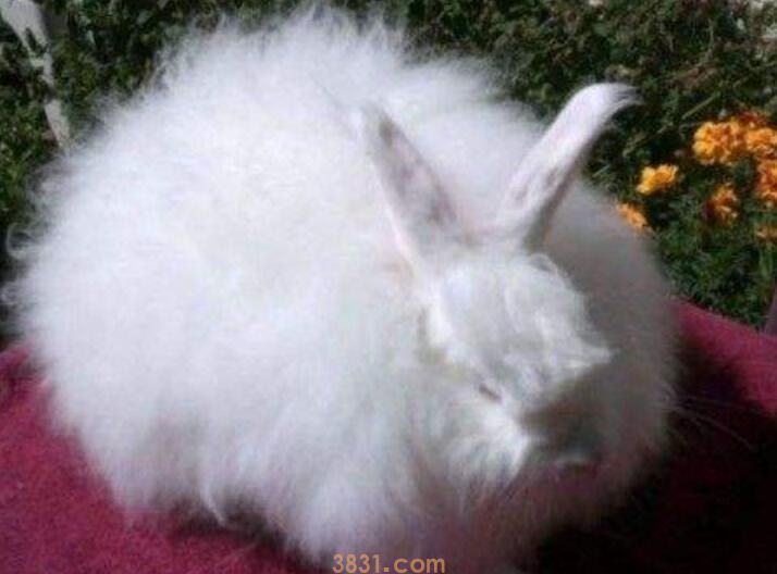 垂耳兔和安哥拉兔哪个温顺(图1)