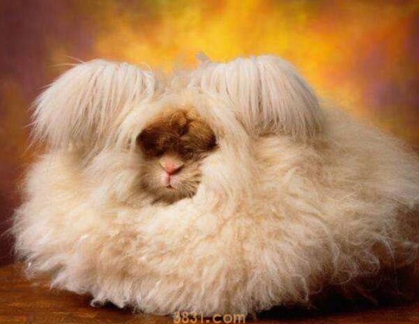 安哥拉兔的毛可以长多长(图1)