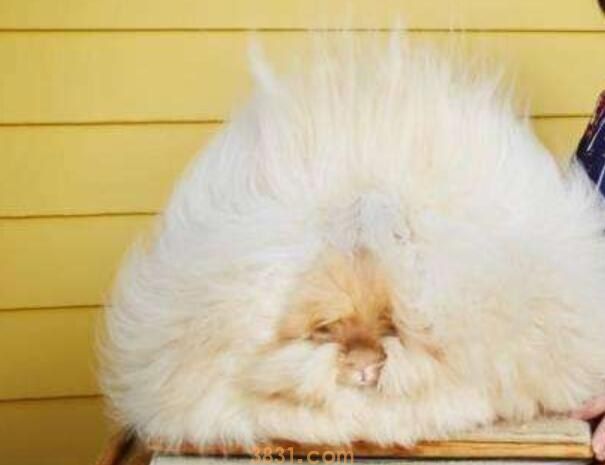 安哥拉兔跟人吗(图1)