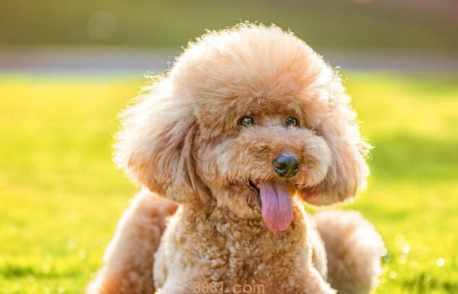 泰迪幼犬多久可以洗澡(图1)