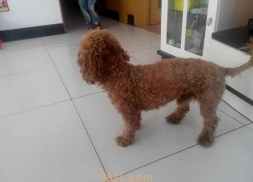泰迪幼犬多久可以洗澡(图3)
