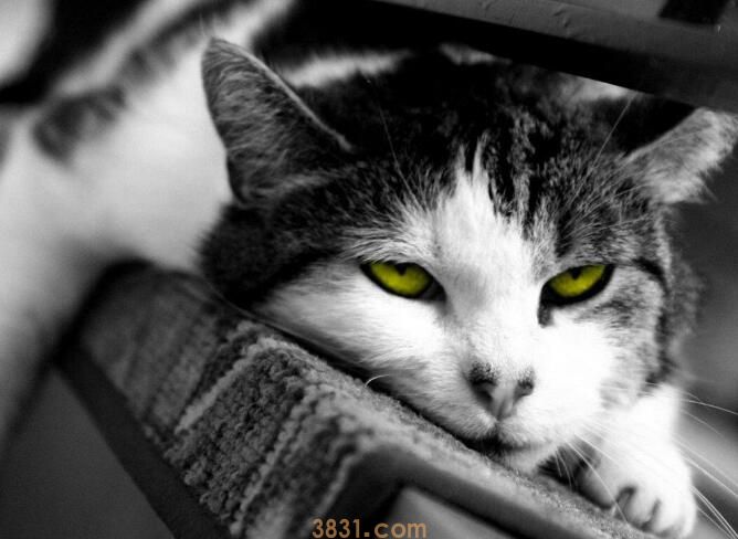 猫为什么会得猫瘟(图1)