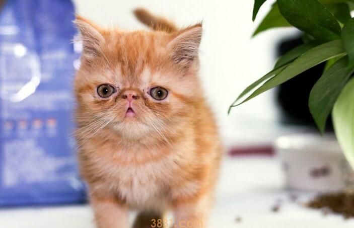 猫为什么会得猫瘟(图2)