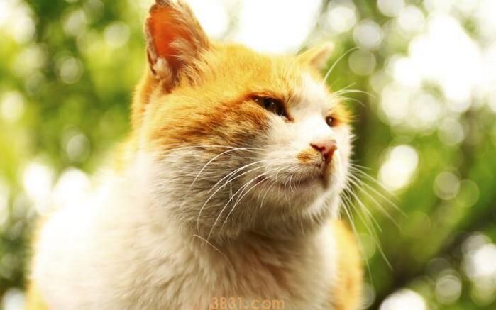 猫为什么会得猫瘟(图3)
