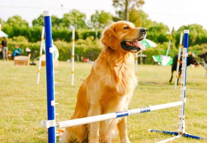 狗狗打狂犬疫苗免费吗(图1)