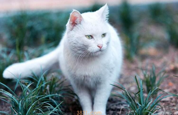 猫鼻子变红是什么信号(图1)