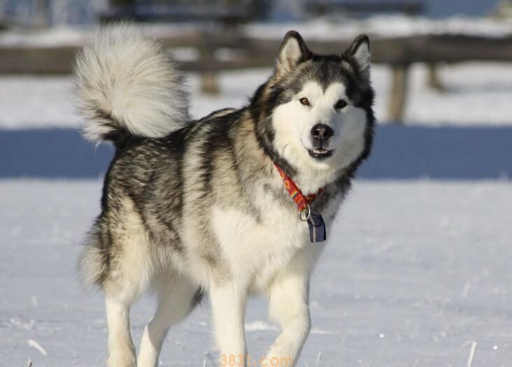 狗狗打狂犬疫苗免费吗(图2)