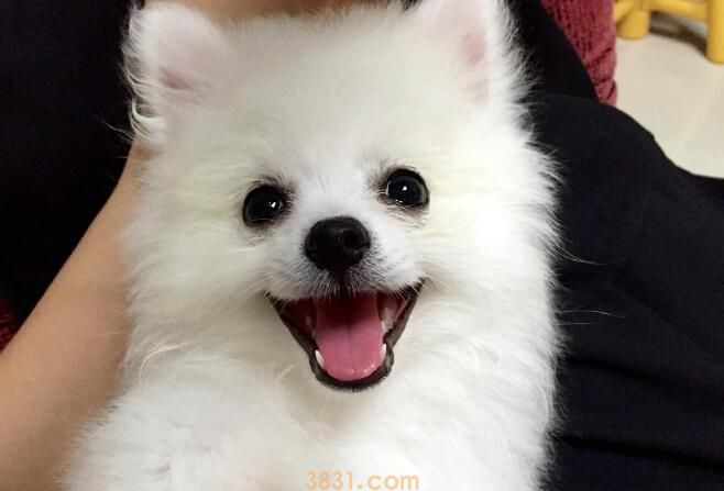 狗狗打狂犬疫苗免费吗(图3)