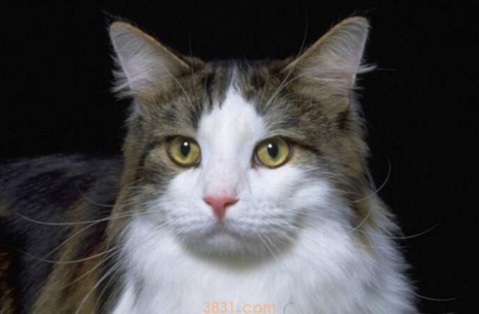 猫鼻子变红是什么信号(图3)