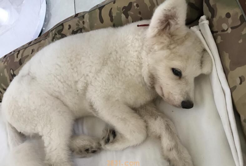 狗子眼睛红了是怎么了(图1)