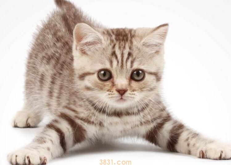 猫突然不吃东西没精神的原因(图1)