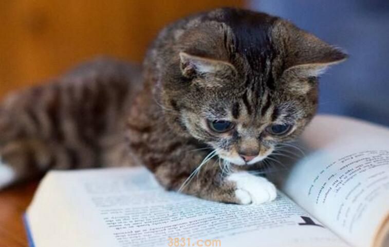 猫走路同手同脚的原因(图1)