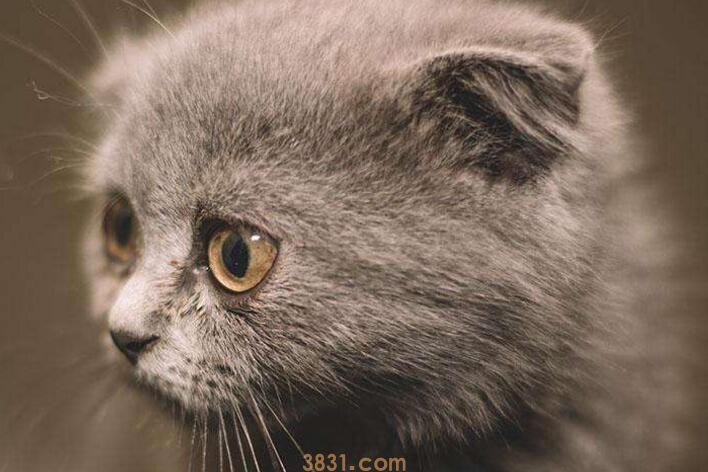 猫走路同手同脚的原因(图2)