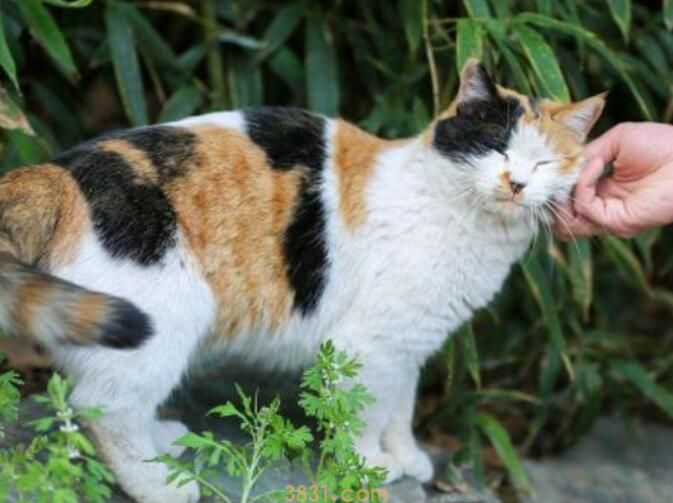 猫走路同手同脚的原因(图3)