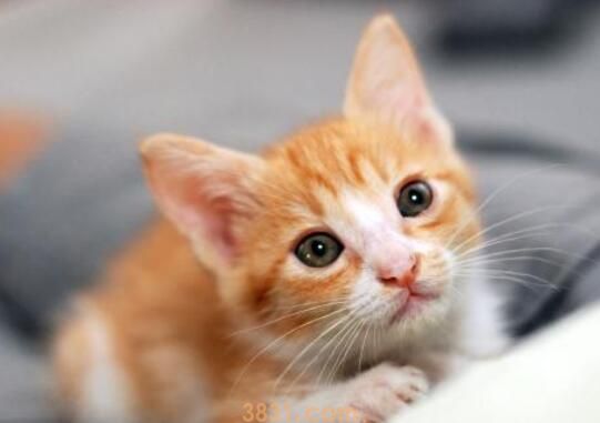 小猫被吓到什么症状(图3)