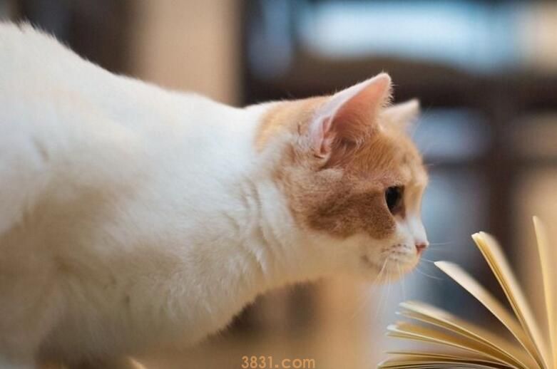 蝴蝶猫是什么品种(图1)