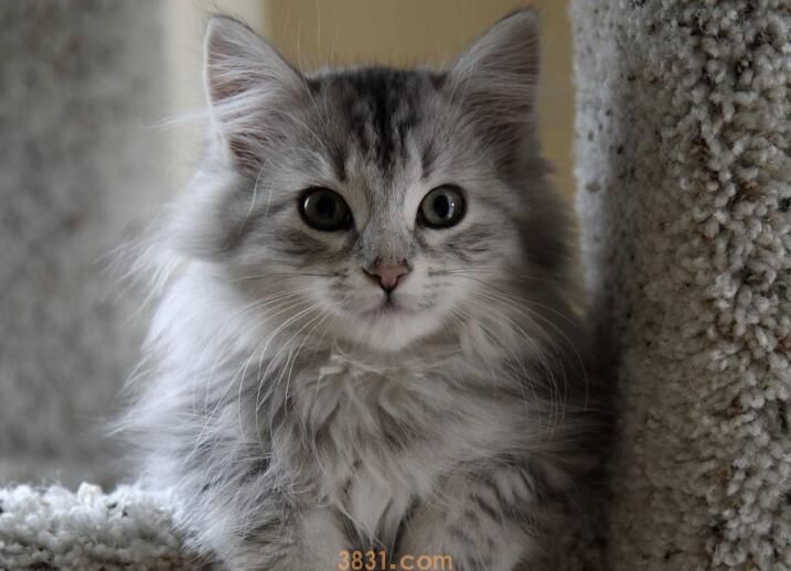 蝴蝶猫是什么品种(图2)