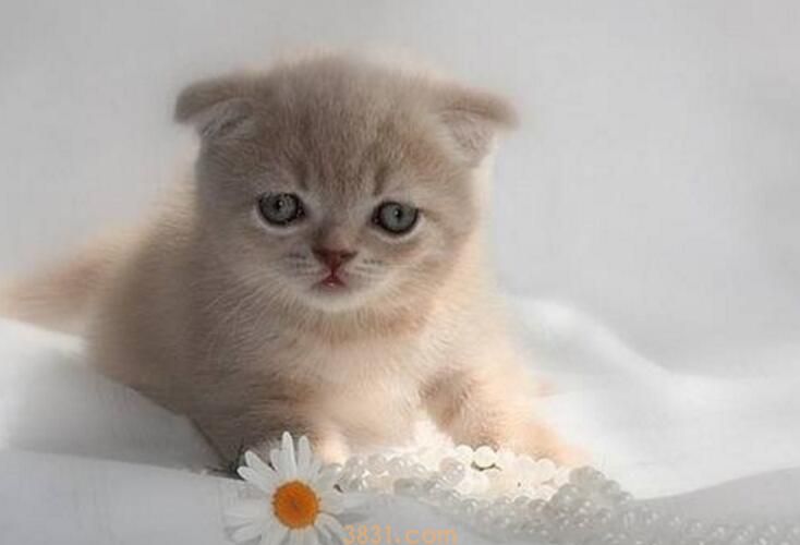 红霉素软膏猫舔有毒吗(图1)