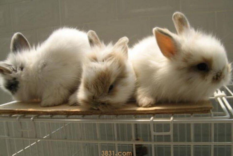 安哥拉兔可以跳多高(图1)