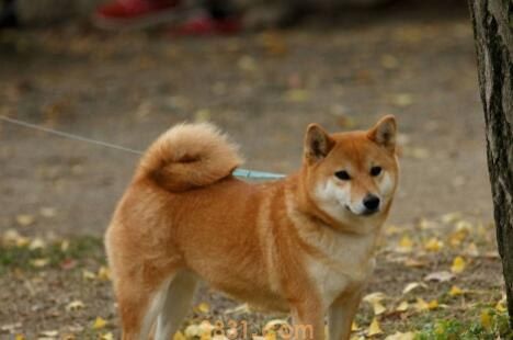 柴犬有小体吗(图1)