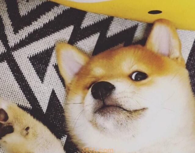 柴犬吃狗粮吗(图1)