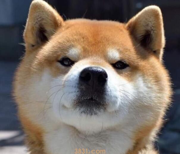 柴犬多大发毛(图1)