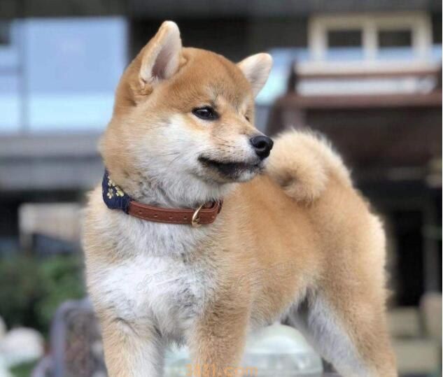 柴犬腿粗吗(图1)