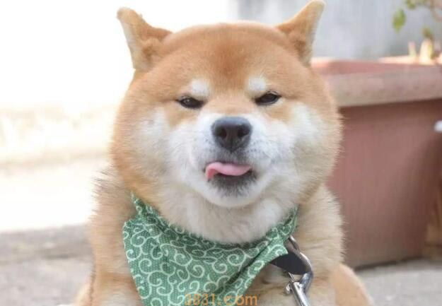 柴犬要刷牙吗(图1)