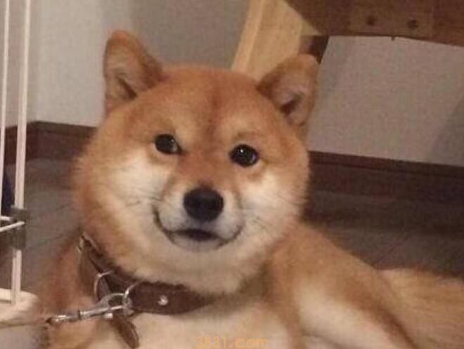 柴犬高冷吗(图1)