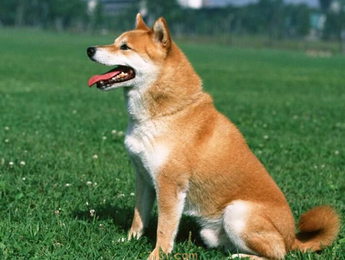 柴犬有眉毛吗(图1)
