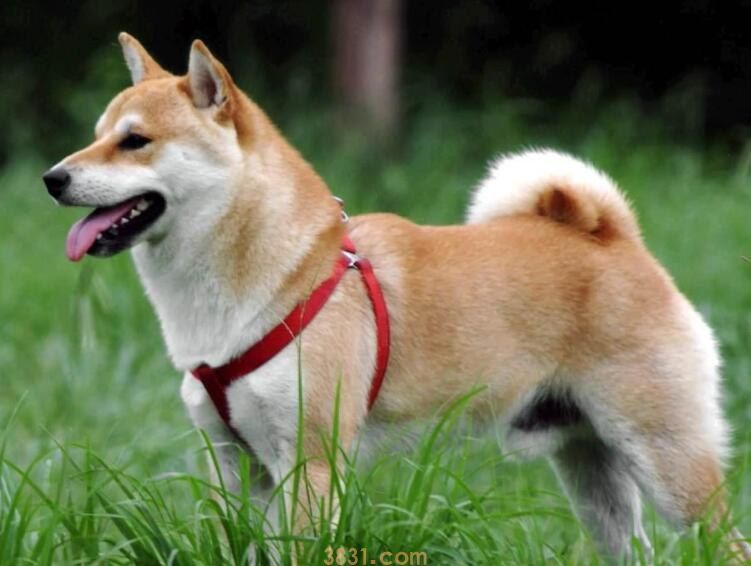 柴犬为什么倔(图1)