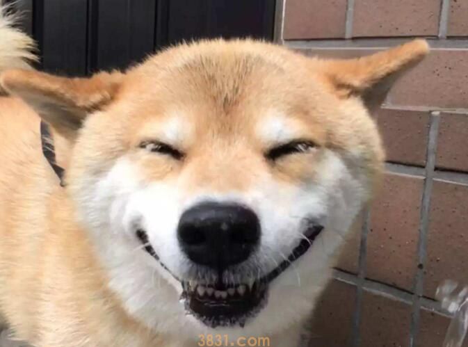 土柴犬好吗(图1)