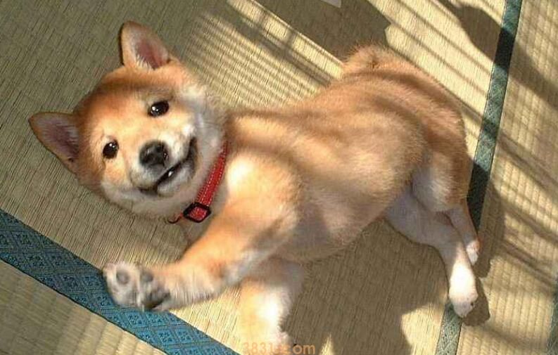 柴犬怎么抱(图1)