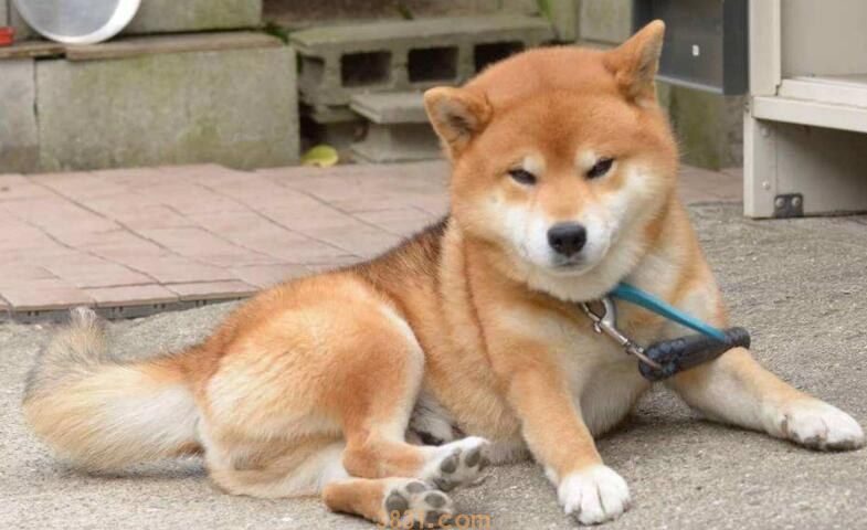柴犬认识家吗(图1)