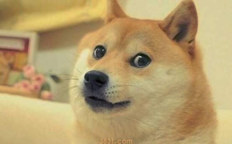 柴犬睡觉多吗(图1)