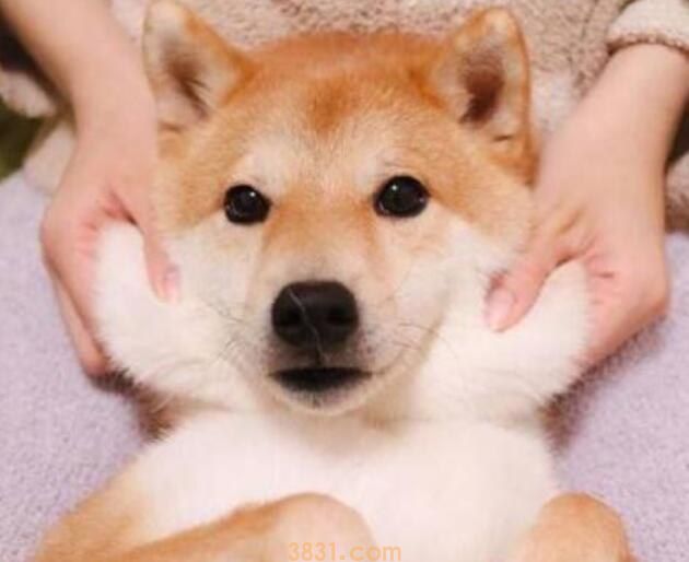 柴犬笨吗(图1)