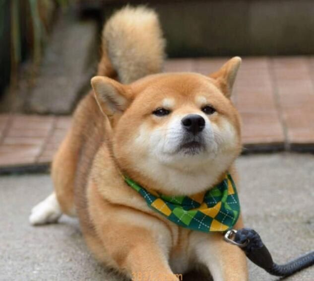 柴犬耐寒吗(图1)