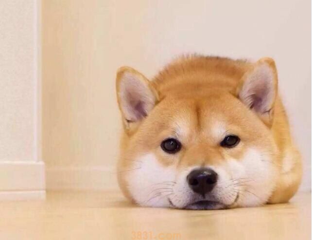 柴犬要绝育吗(图1)