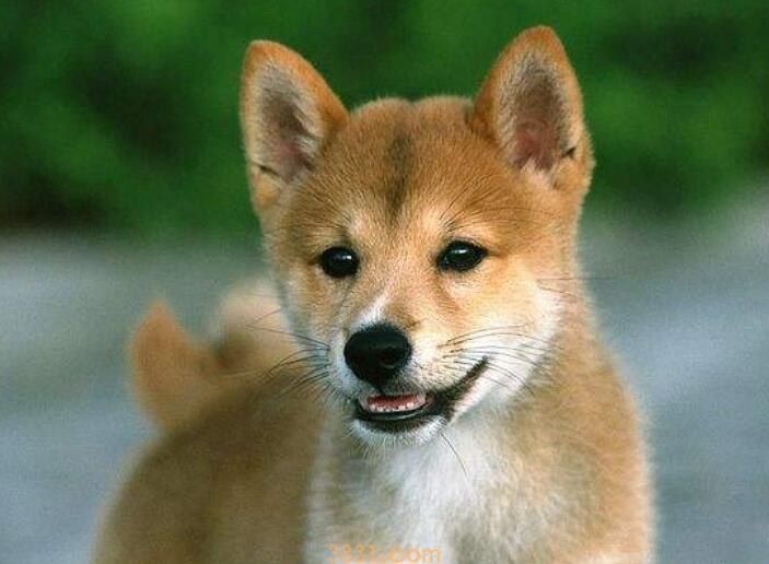 柴犬叫声大吗(图1)